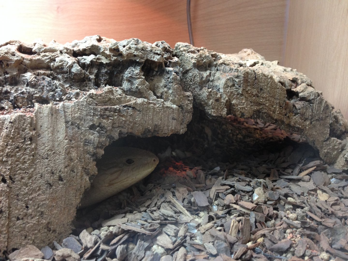 Blue-Tongue Skink - (Tiliqua Scincoldes)