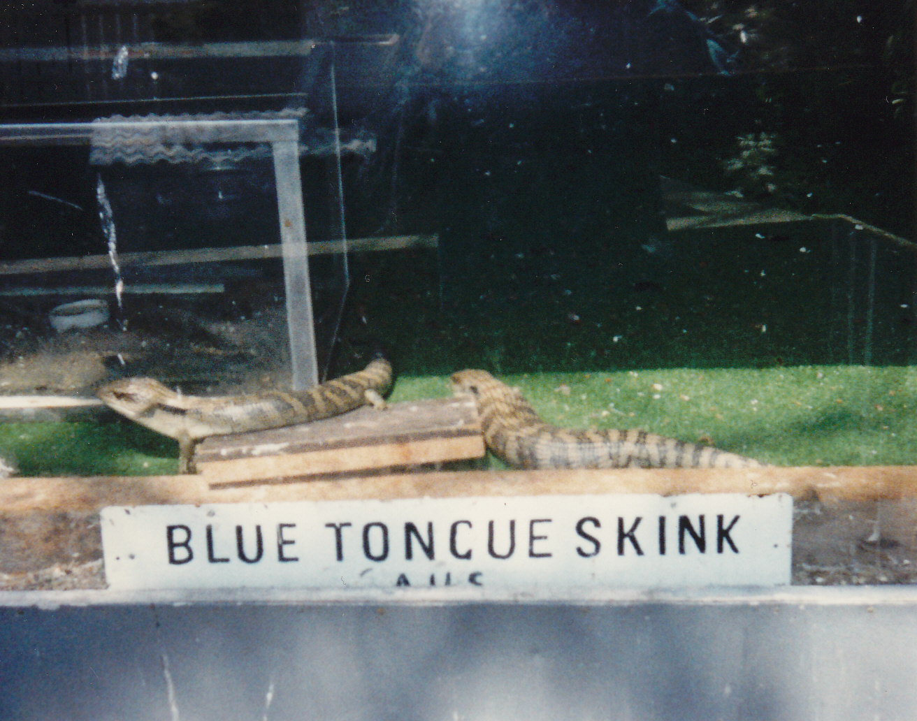 blue-tongue skinks, North Brighton Zoo, Christchurch