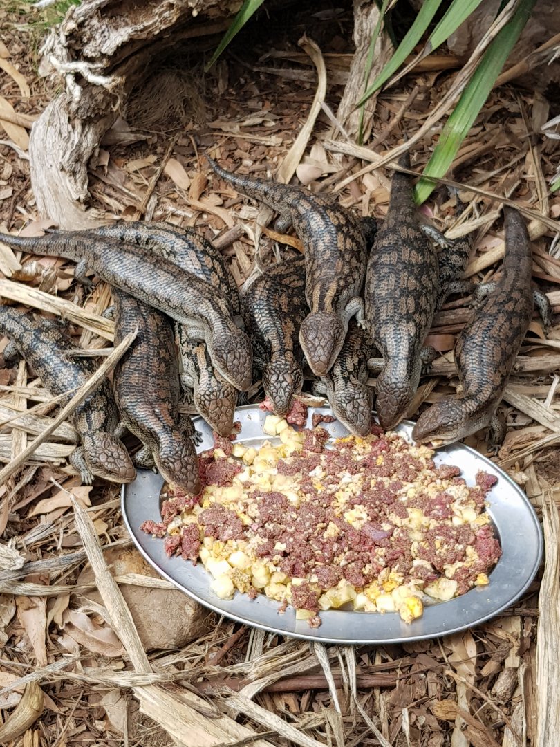 Blue-tongue Skinks - Phillip Island Wildlife Park
