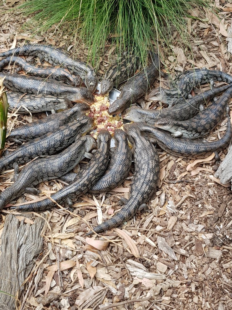 Blue-tongue Skinks - Phillip Island Wildlife Park
