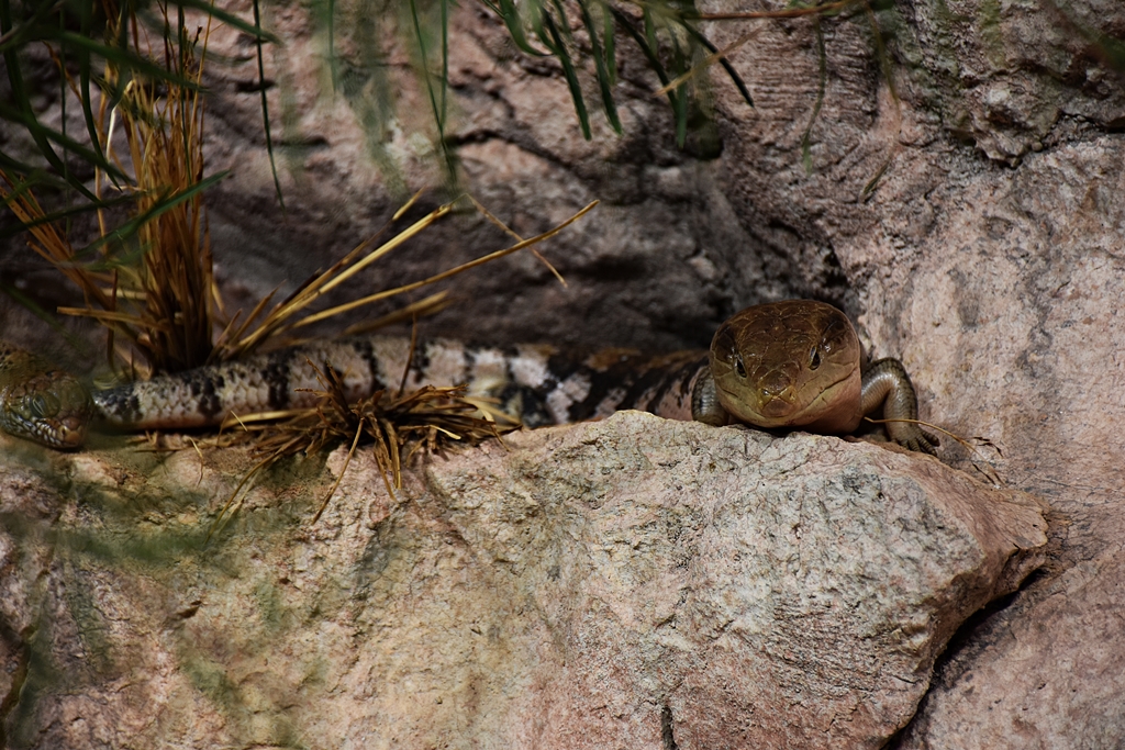 blue-tongued lizard