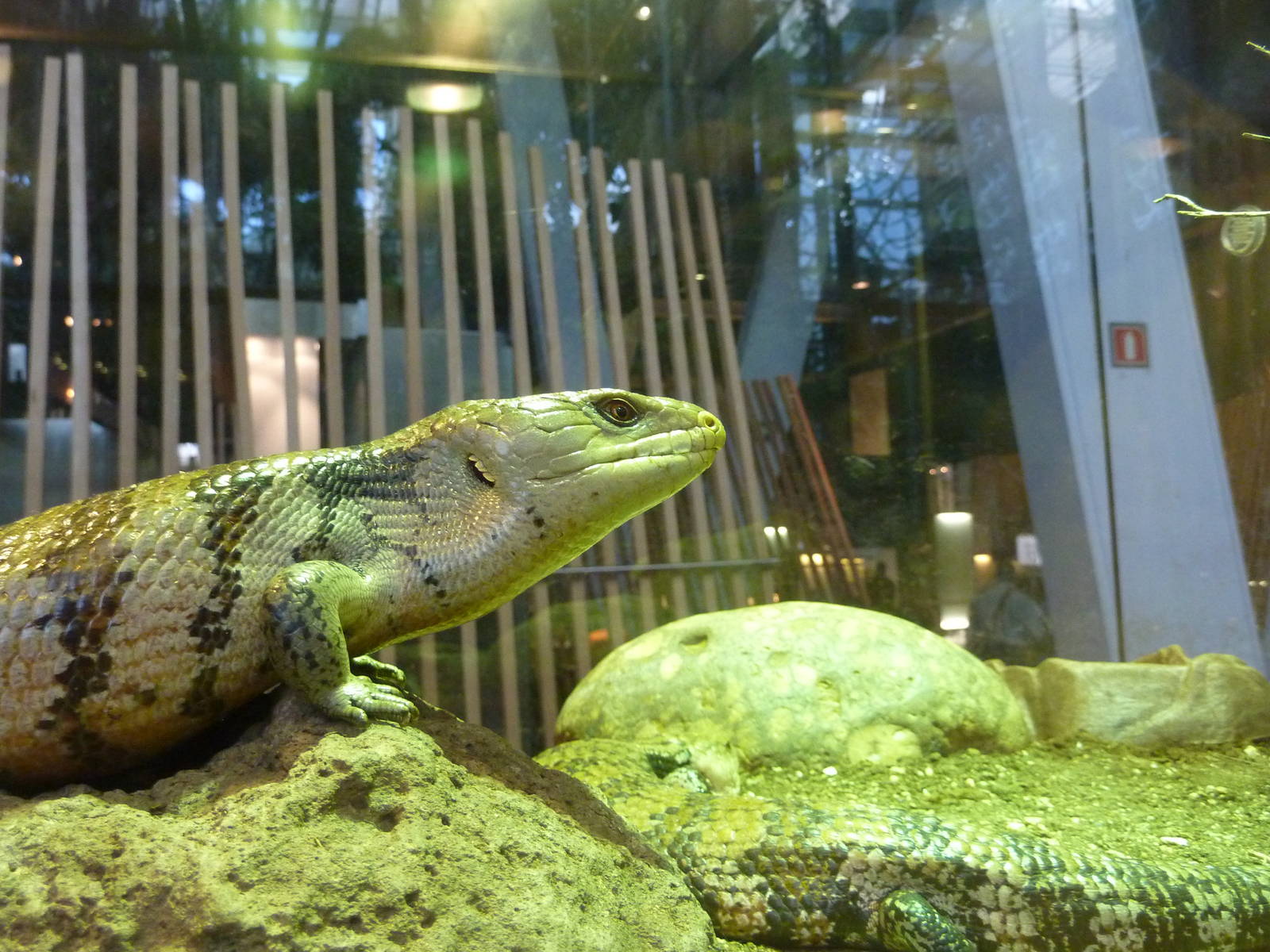 Blue-tongued skink, 7th April 2012.