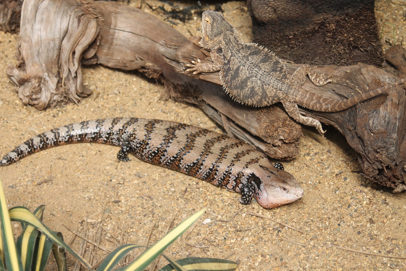 Blue-tongued skink and Bearded dragon