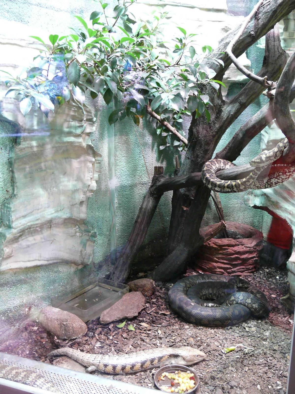 Blue-tongued Skink and Carpet Python exhibit
