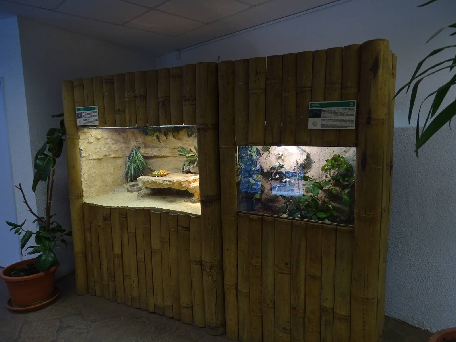 Blue-tongued skink and stick insects