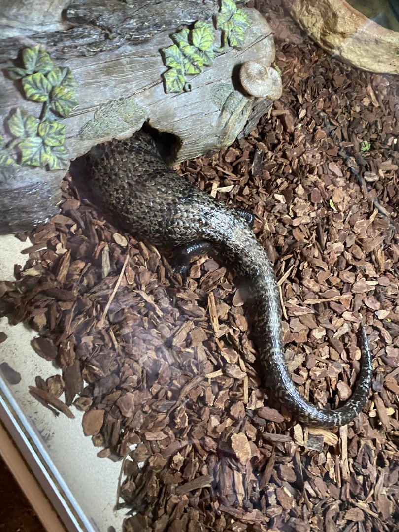 Blue tongued skink at Lupa zoo, ID?