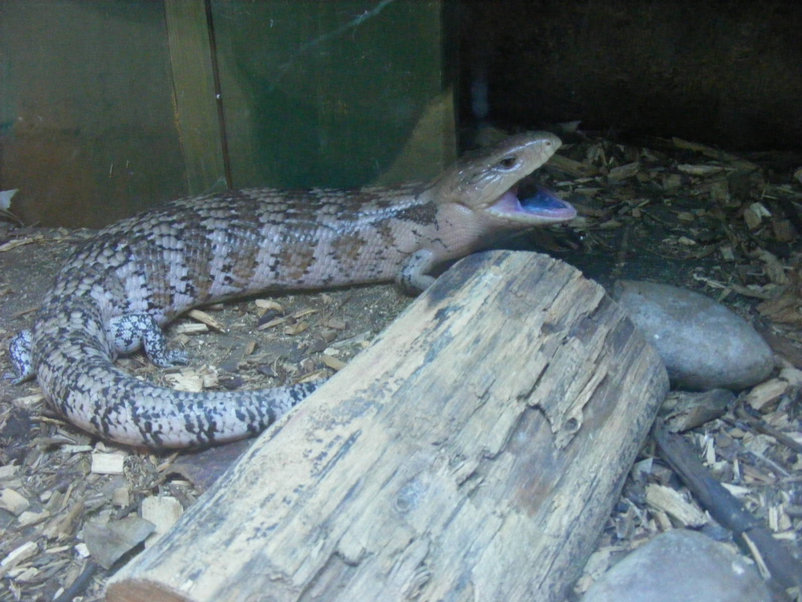 Blue-tongued skink at Noah's Ark Zoo Farm, 5 March 2011