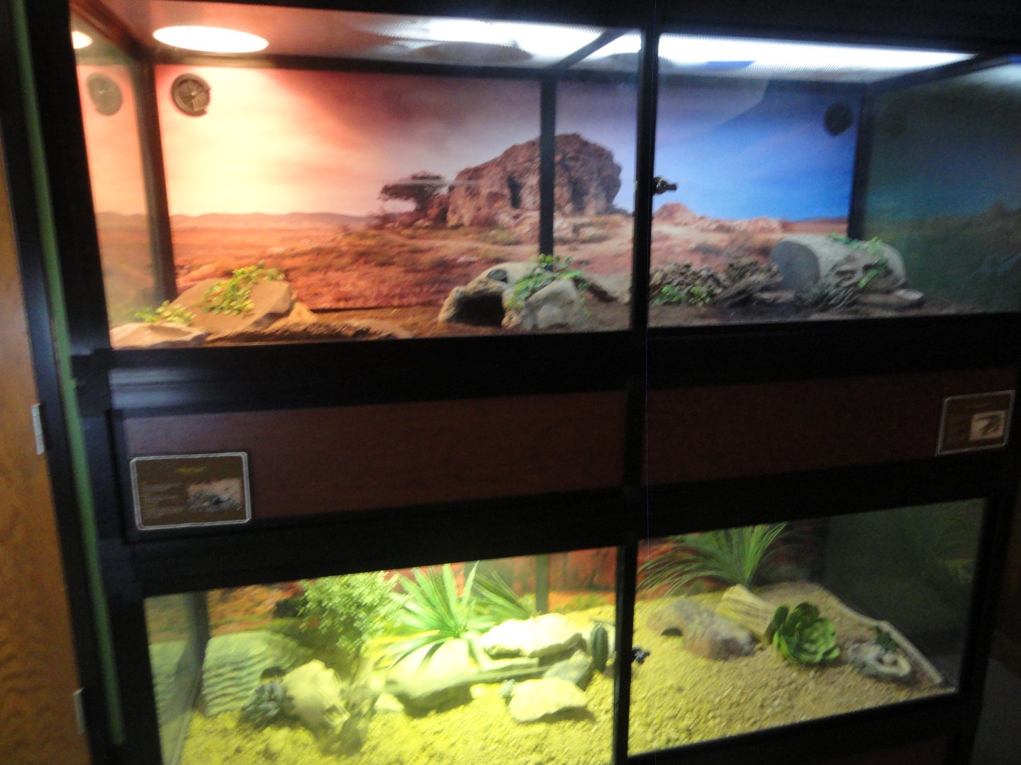 Blue Tongued Skink & Collared Lizard Exhibits