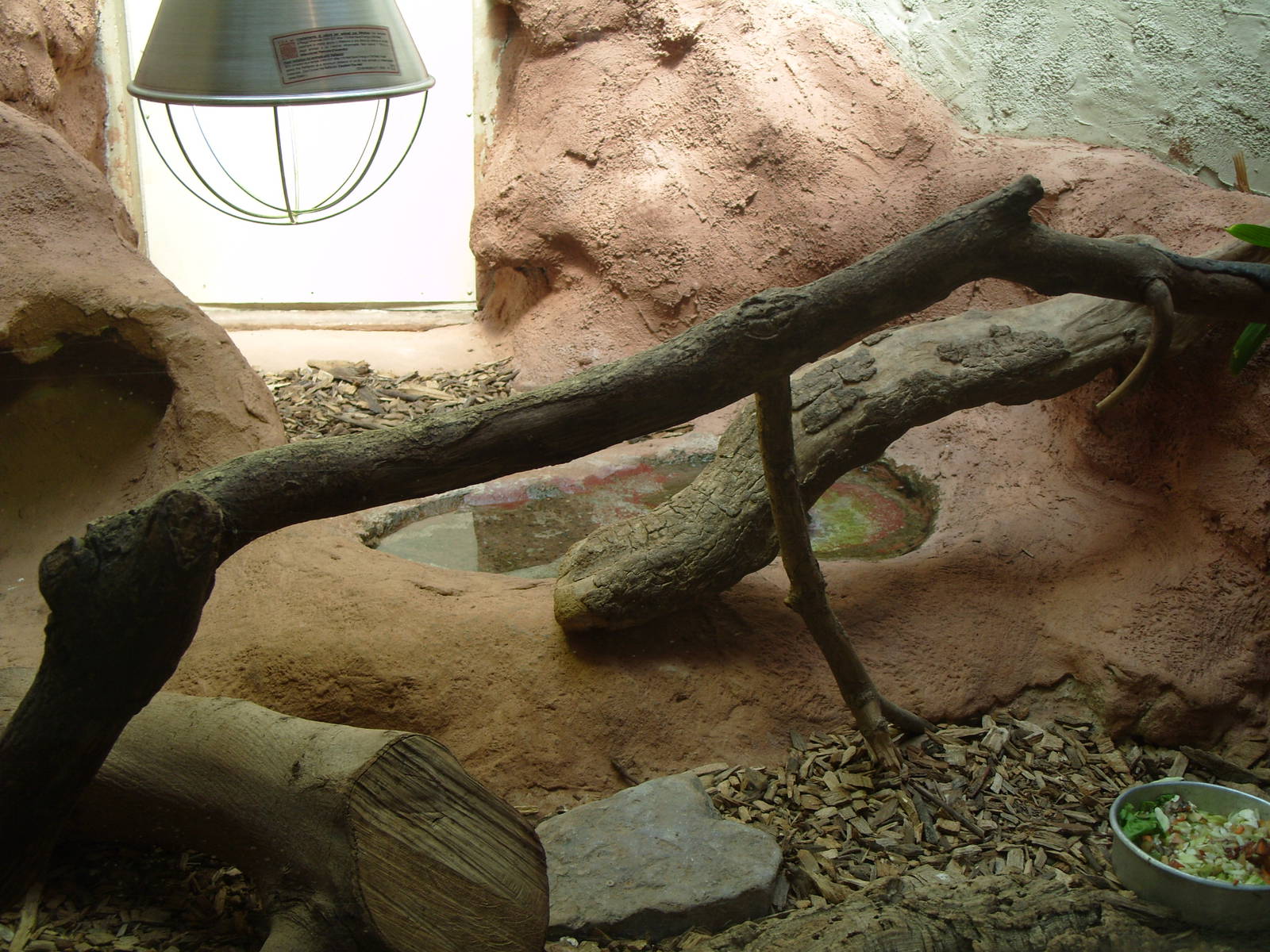 BLUE TONGUED SKINK ENCLOSURE