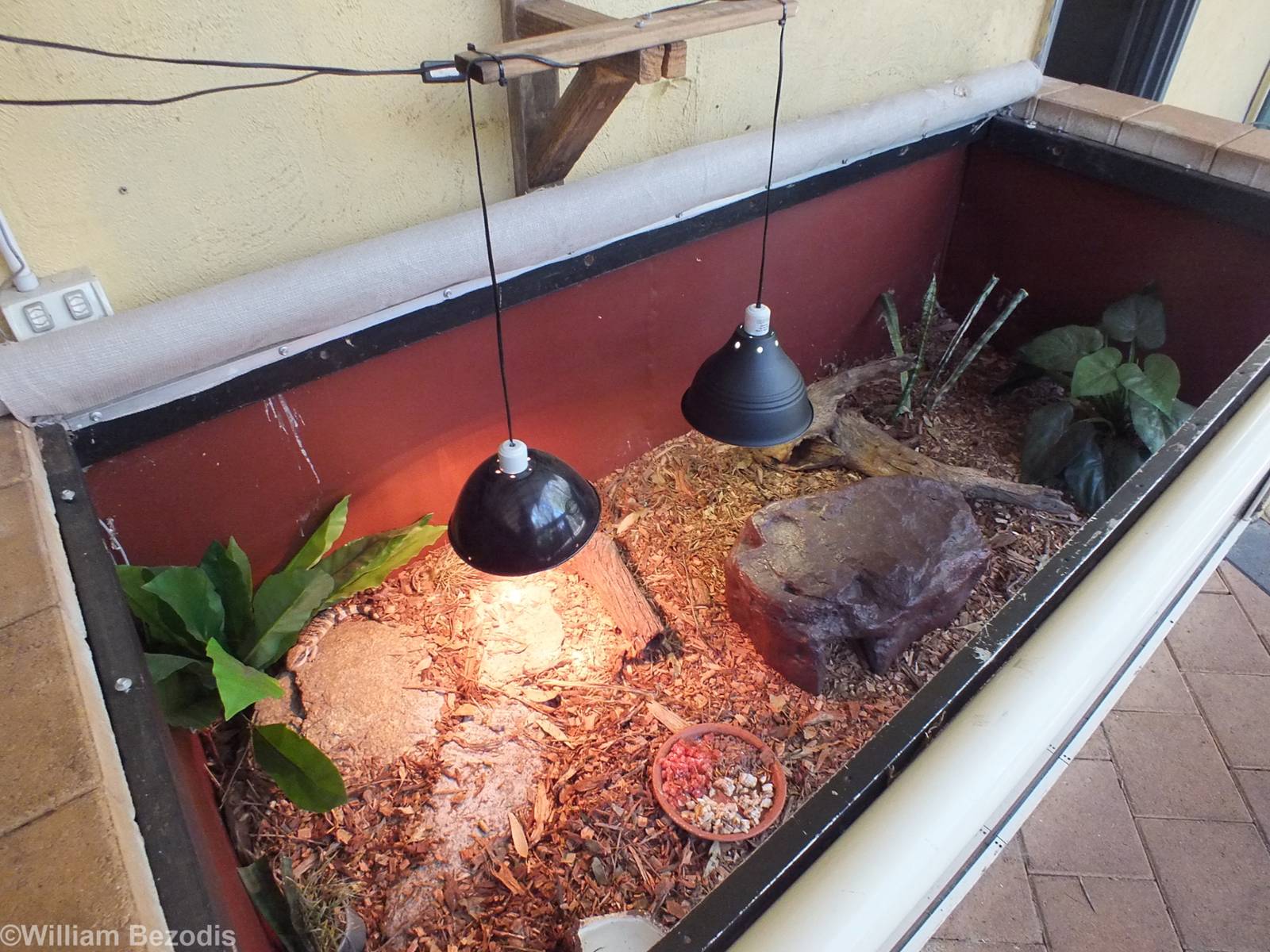 Blue-tongued Skink Enclosure