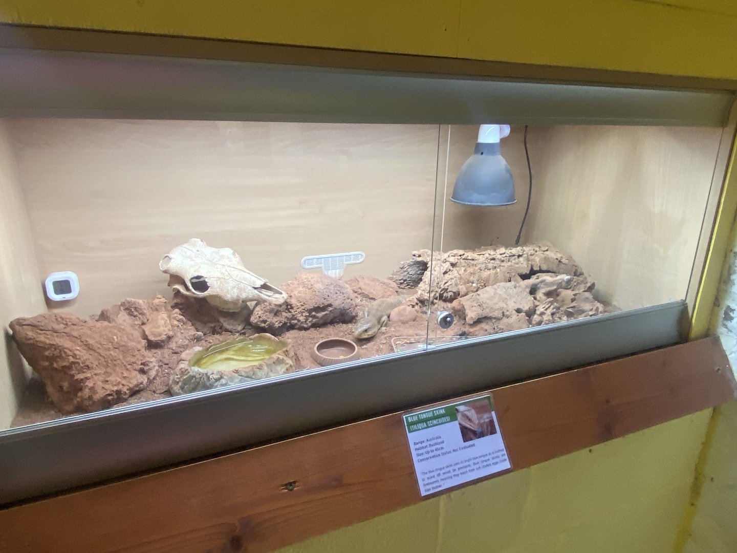 Blue-tongued skink exhibit - IOW Reptilarium 150923