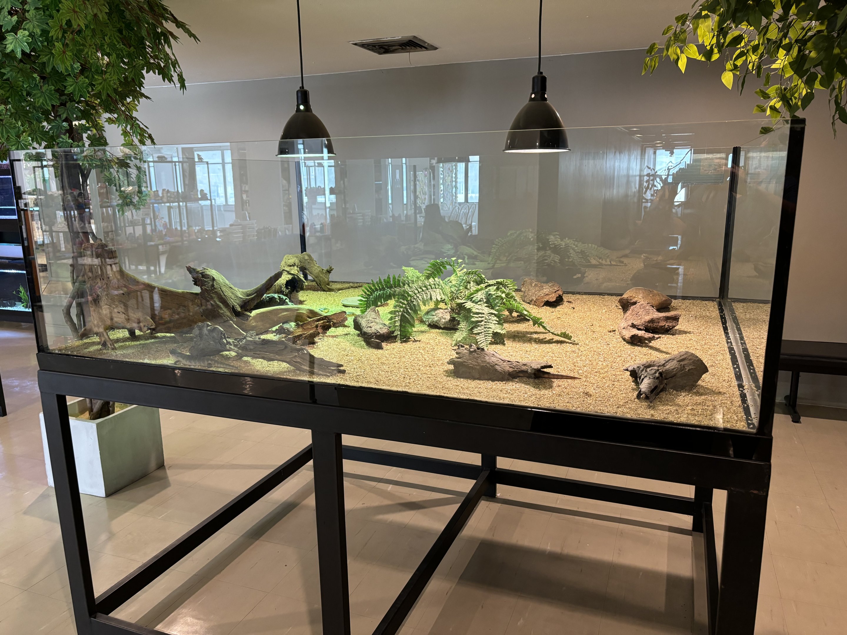 Blue-tongued Skink Exhibit