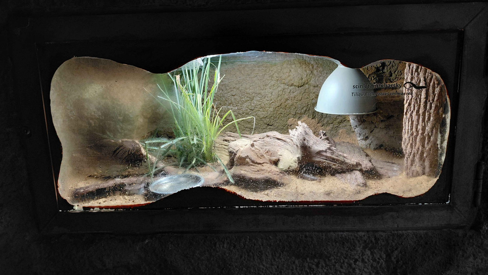 Blue-tongued skink exhibit