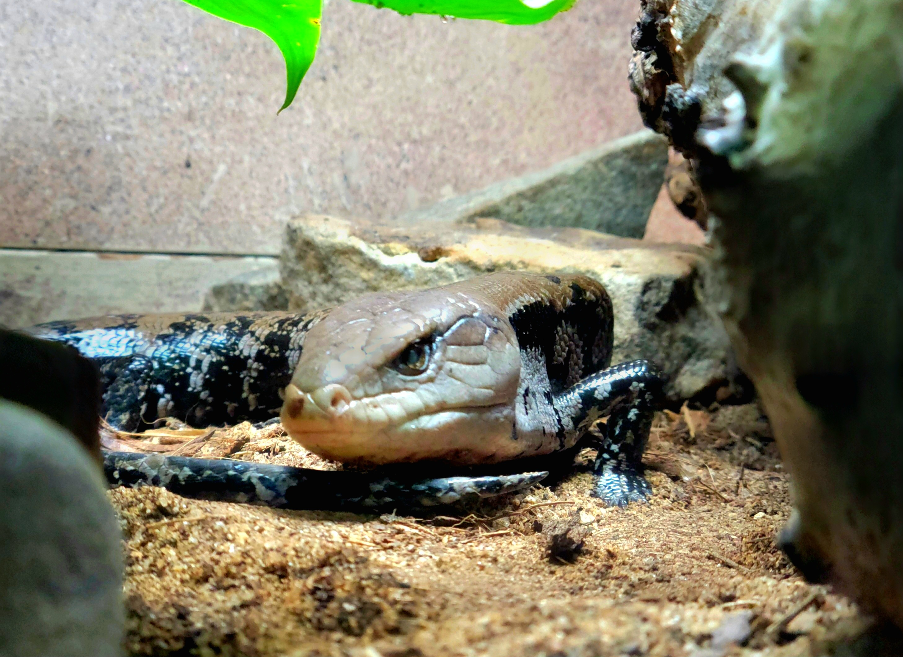 Blue-Tongued Skink  - Greenville Zoo