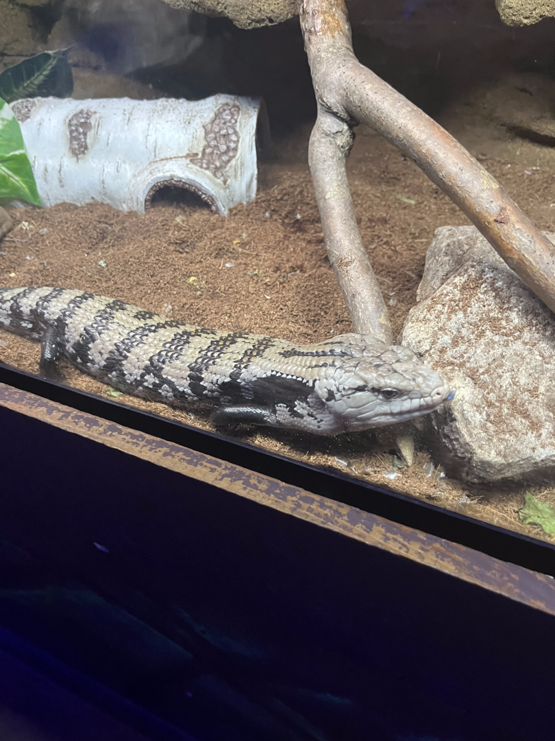 Blue-tongued skink ID