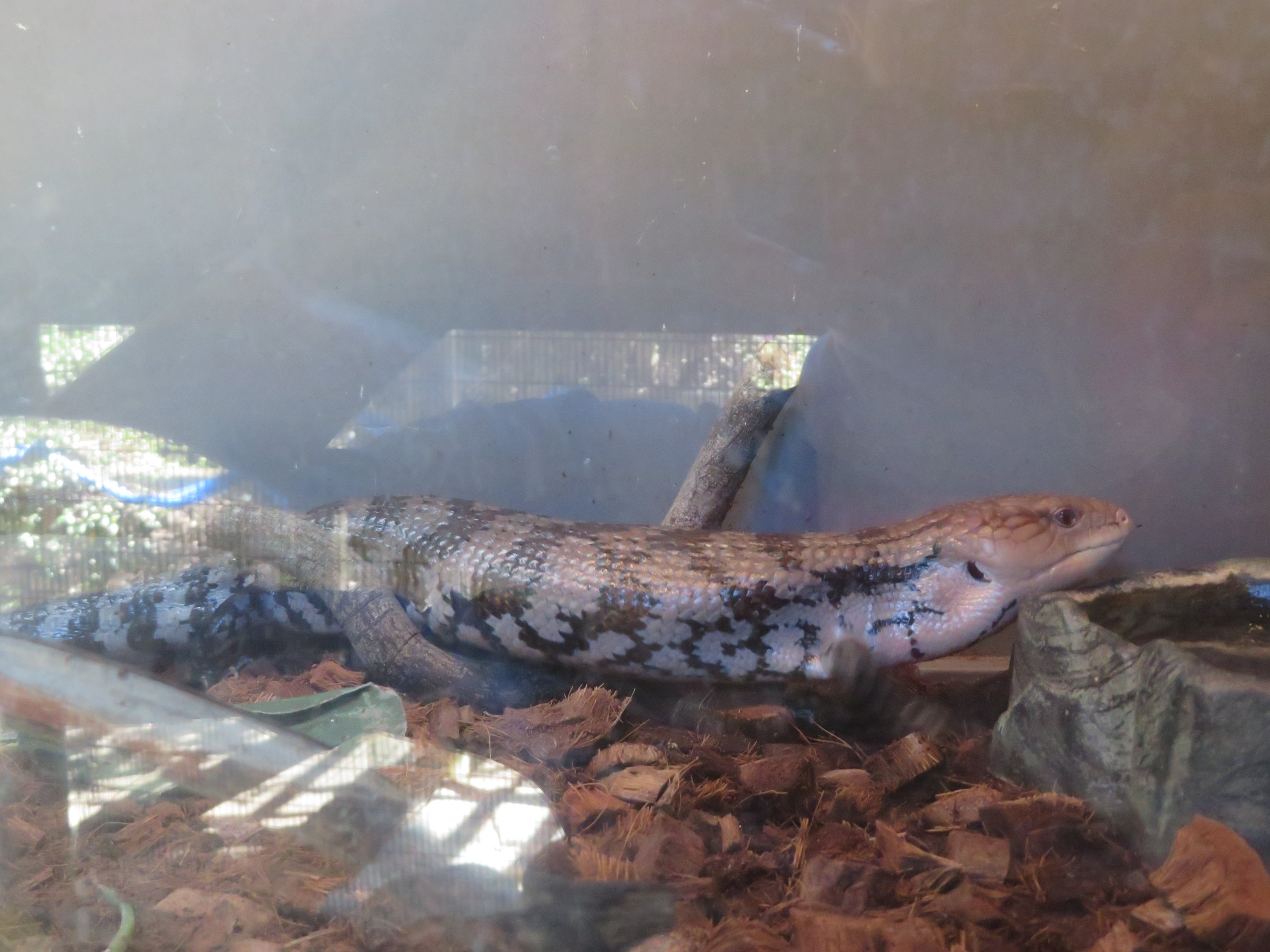 Blue-tongued Skink ID