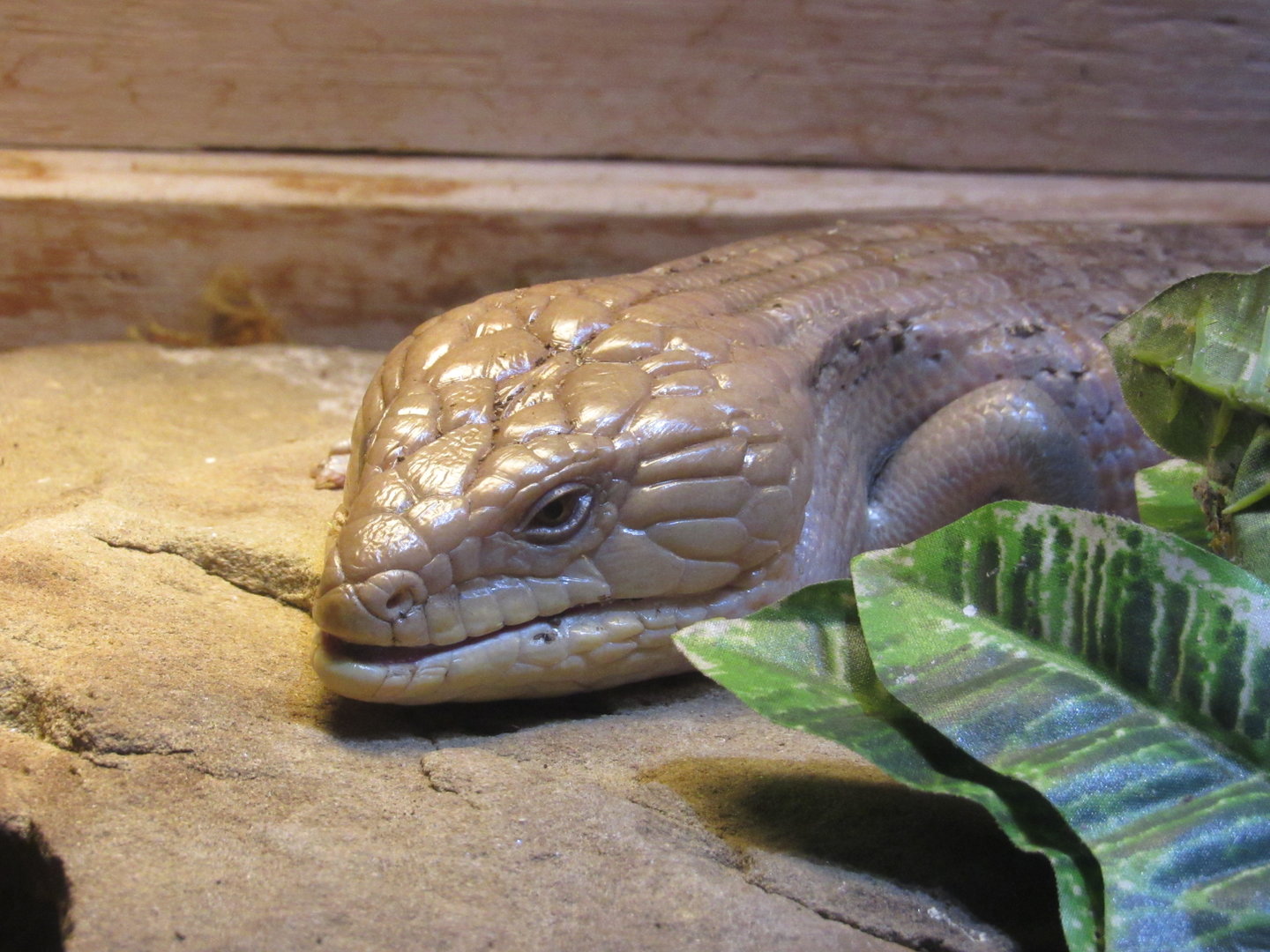 Blue-tongued Skink in the Conservation Discovery Center - 5/7/23