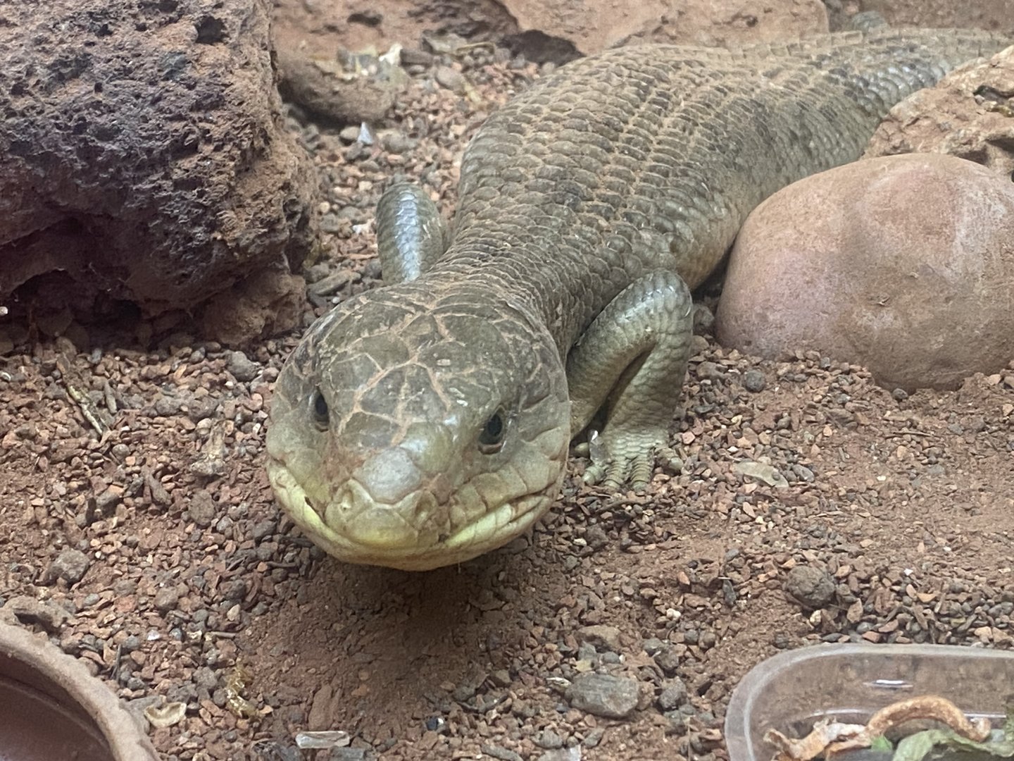 Blue-tongued skink - IOW Reptilarium 150923