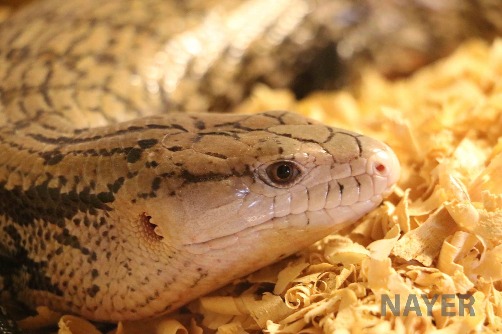 Blue-tongued skink - Mendoza Serpentarium  ('Centro Anaconda'), April 2016