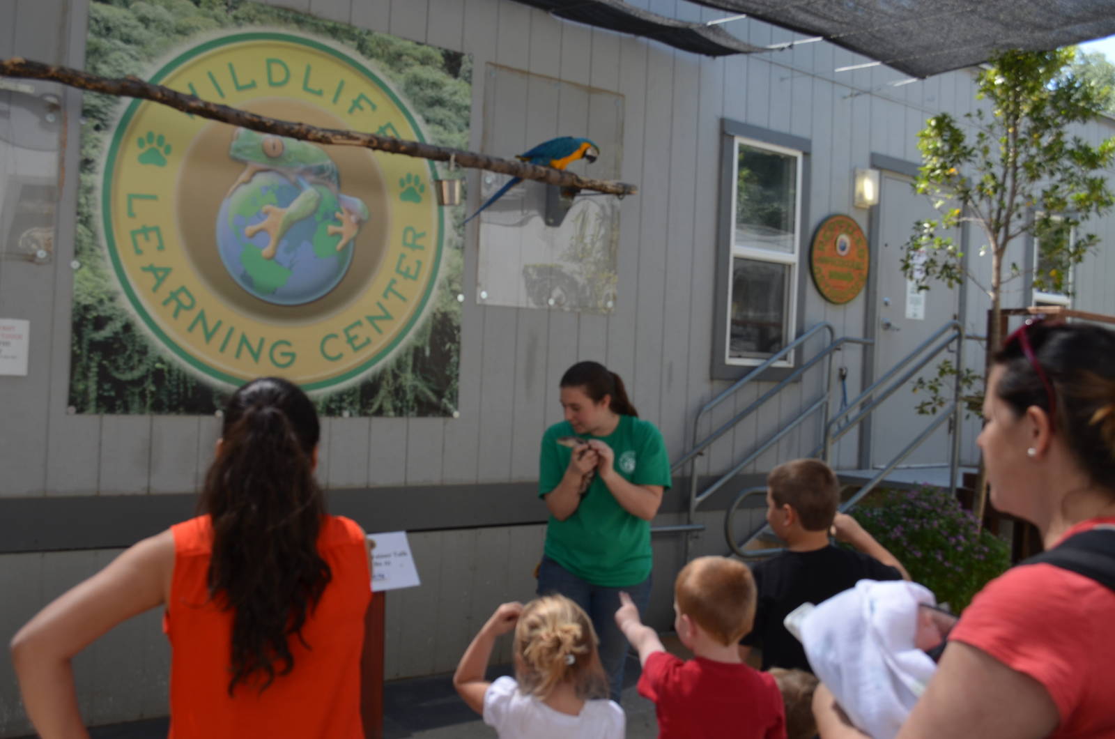 Blue-Tongued Skink Presentation