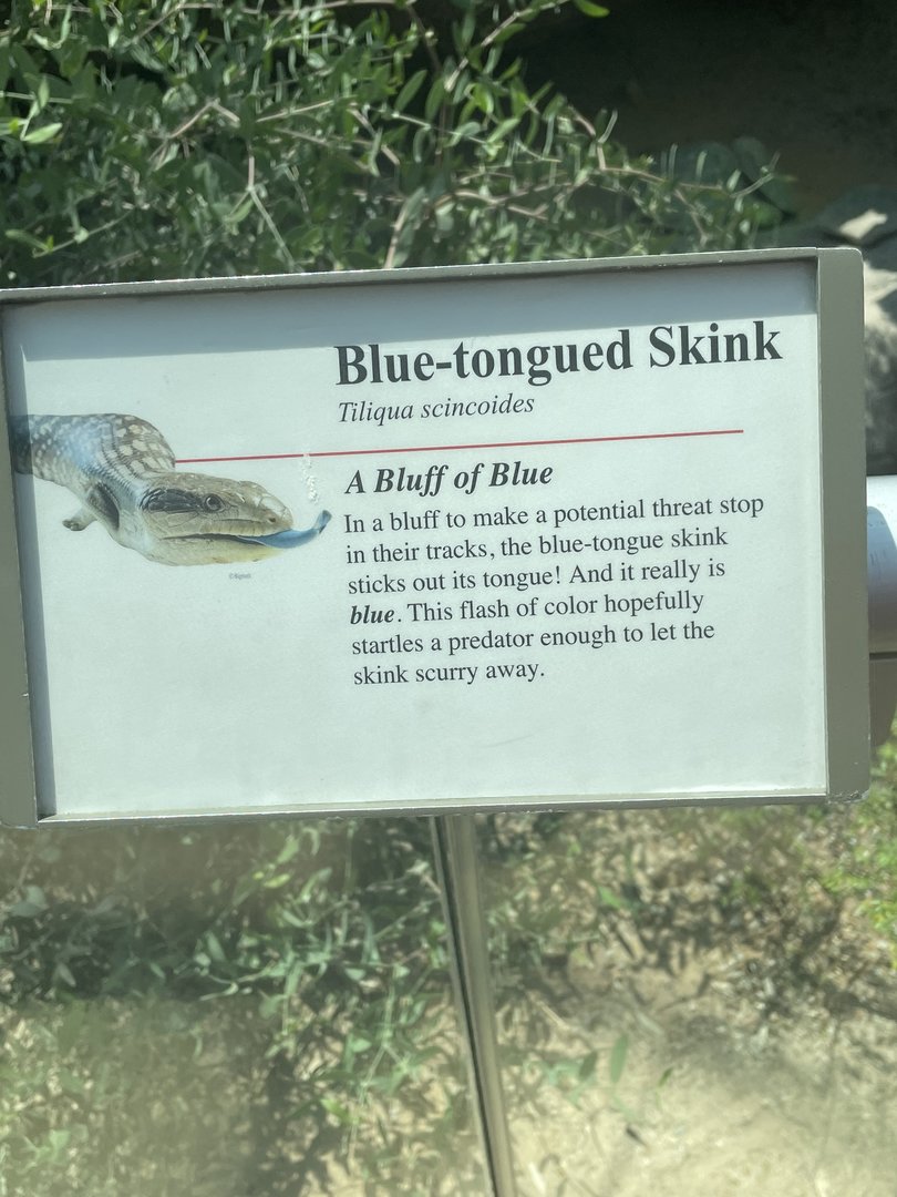 Blue-tongued Skink Signage (No Show)
