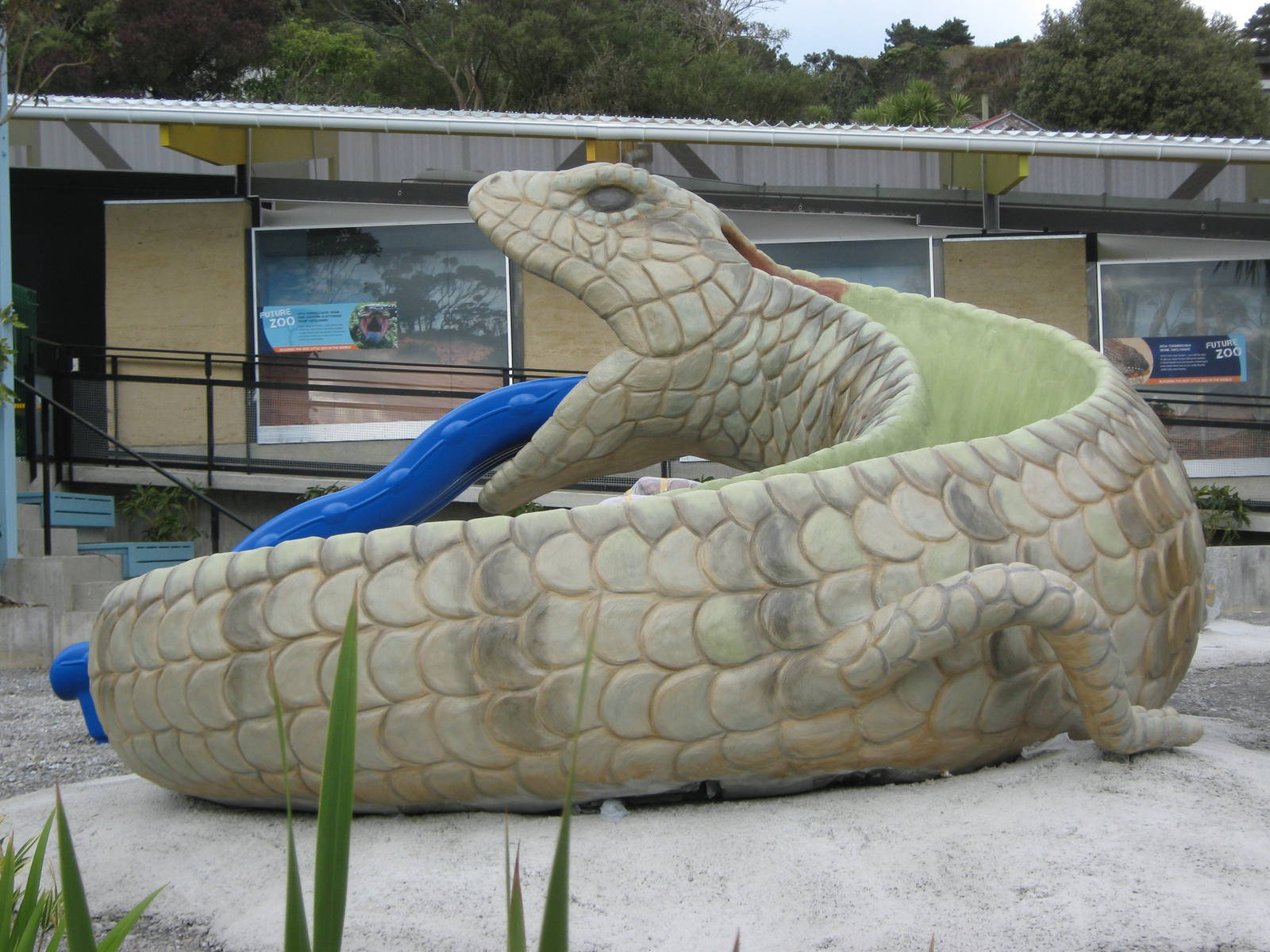 blue-tongued skink slide