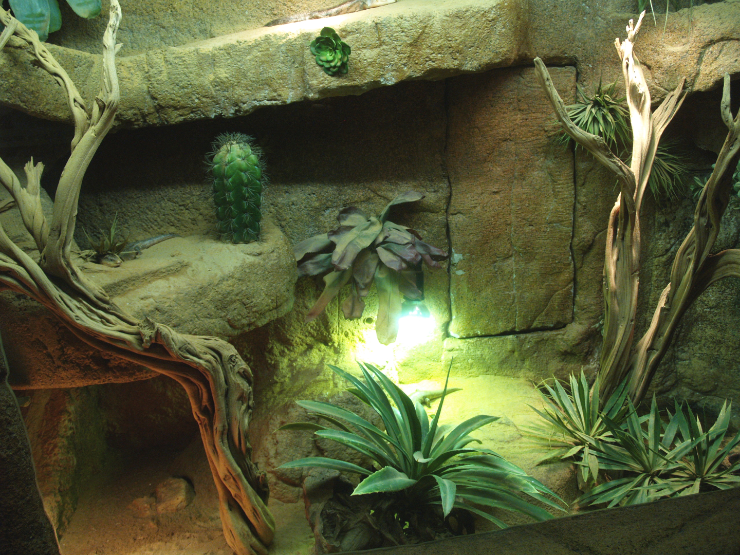 Blue-tongued skink terrarium, 2014-02-16