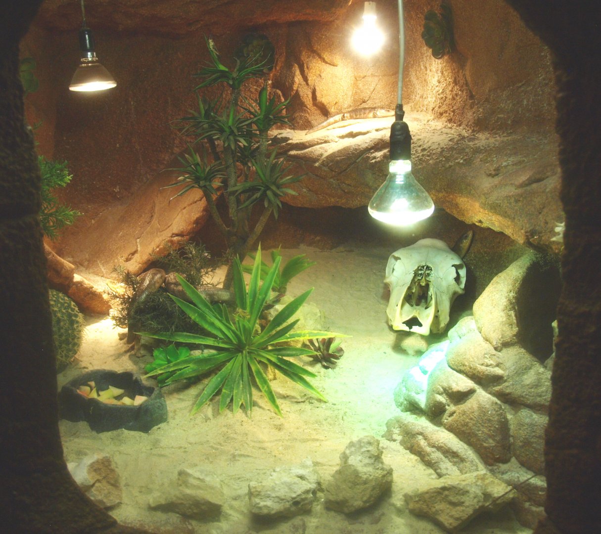 Blue-tongued skink terrarium, 2017-02-06