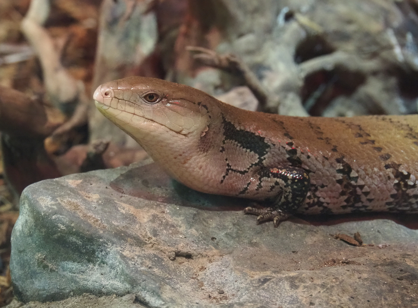 Blue-tongued skink (Tiliqua scincoides), 2021-06-15
