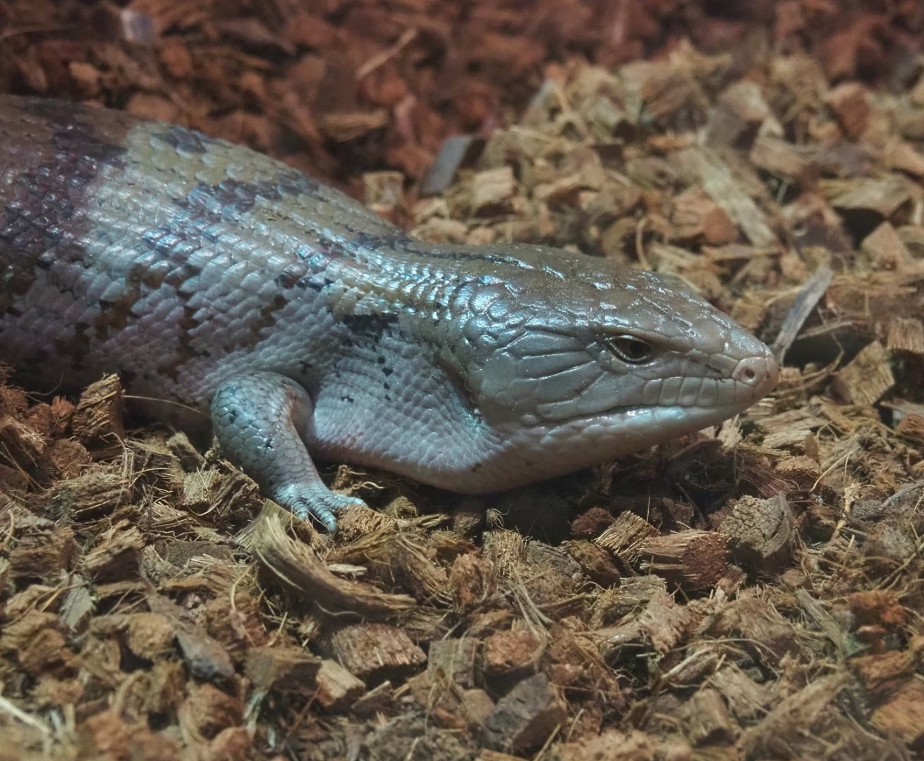 Blue-tongued skink (Tiliqua scincoides), 2021-06-15