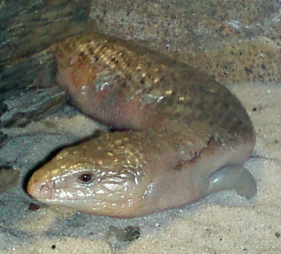 Blue-tongued Skink (Tiliqua scincoides)