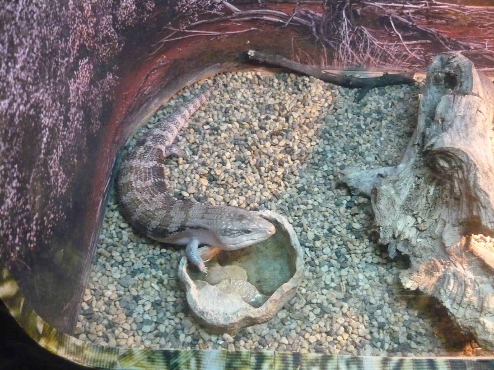 Blue-tongued skink (Tiliqua scincoides)
