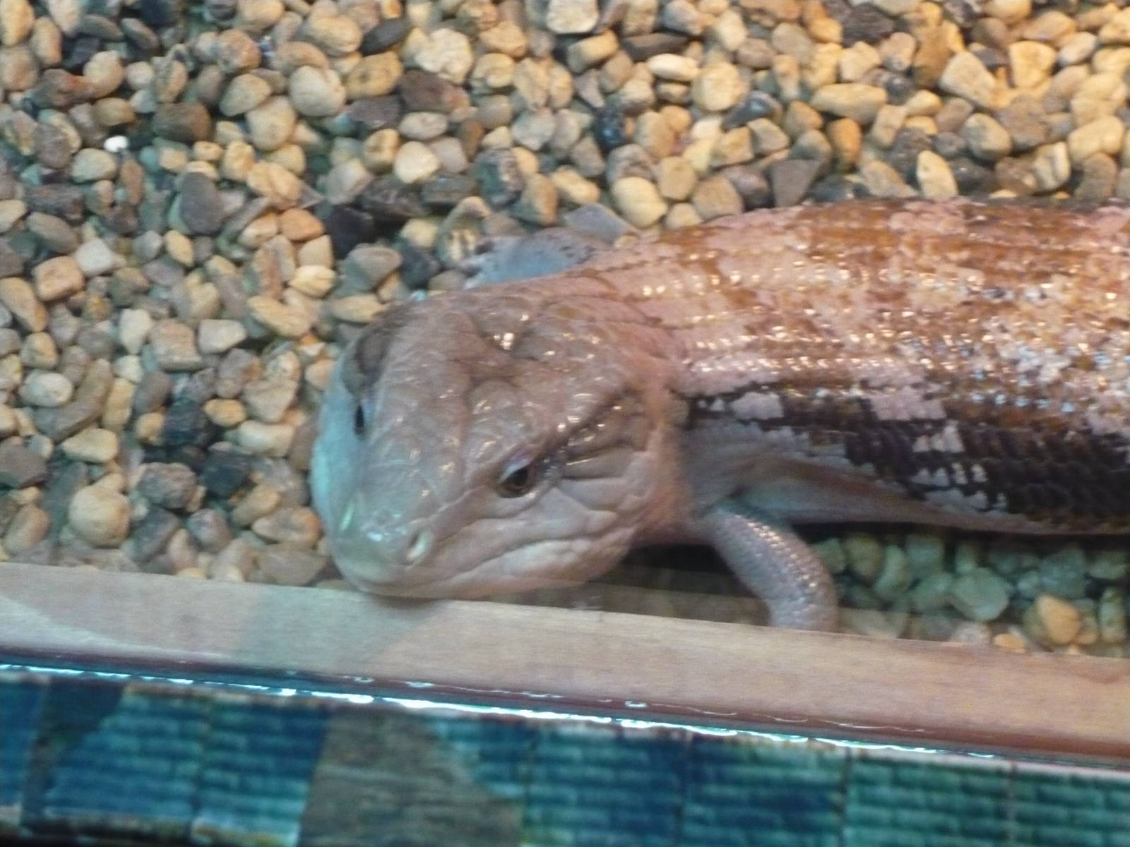 Blue-tongued skink (Tiliqua scincoides)