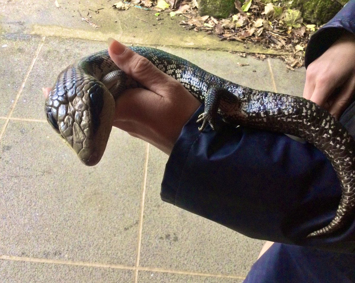 Blue-tongued skink (Tiliqua scincoides)