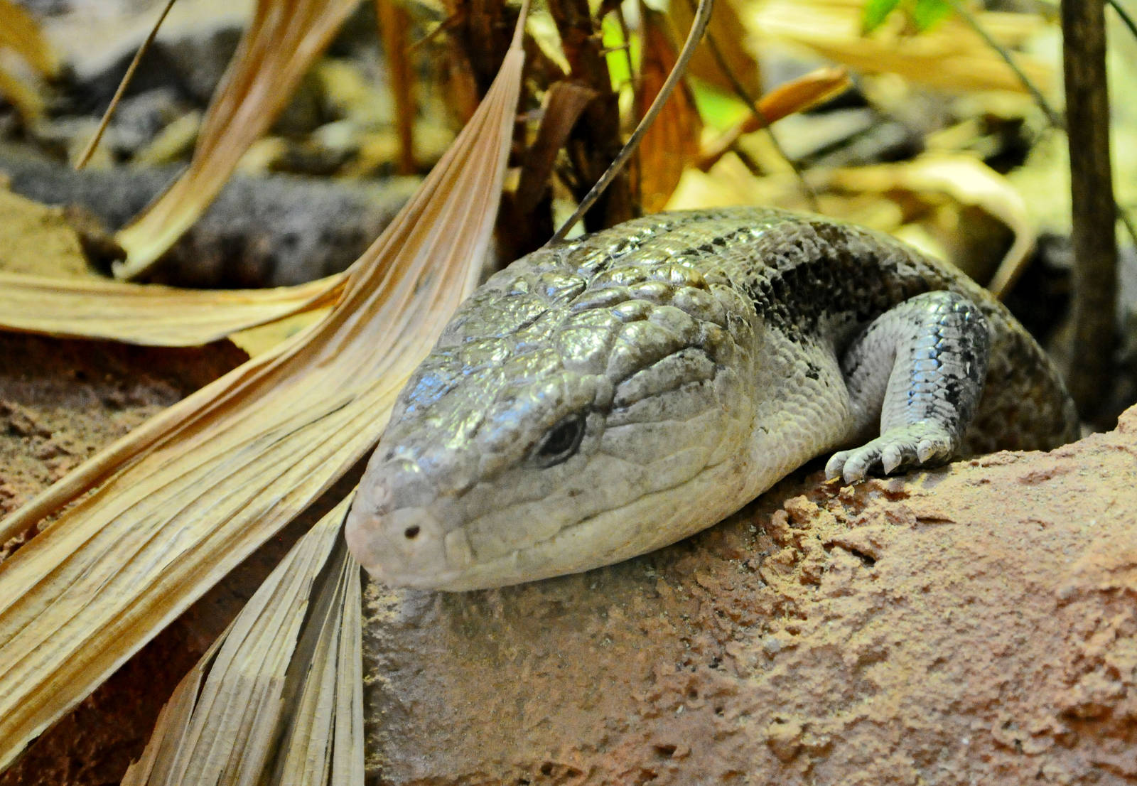 Blue Tongued Skink