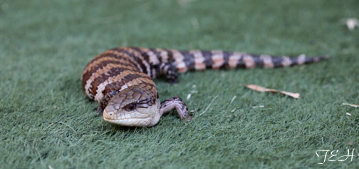 blue tongued skink