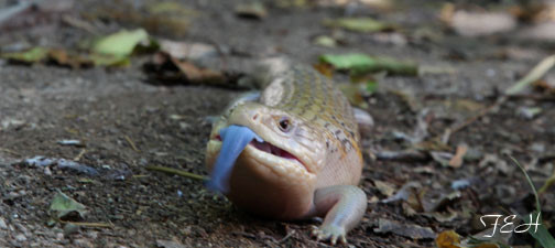blue tongued skink