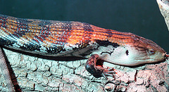 Blue-tongued skink