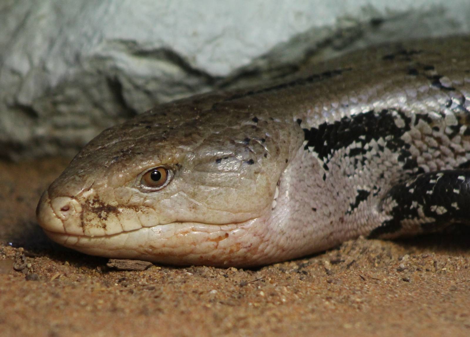 Blue-tongued skink