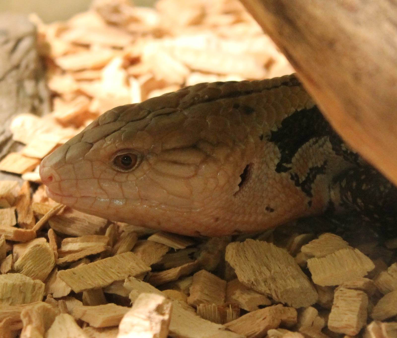 Blue-tongued skink