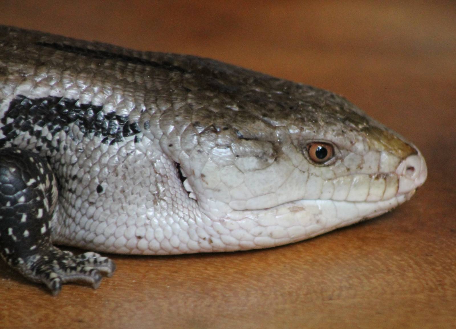 Blue-tongued skink
