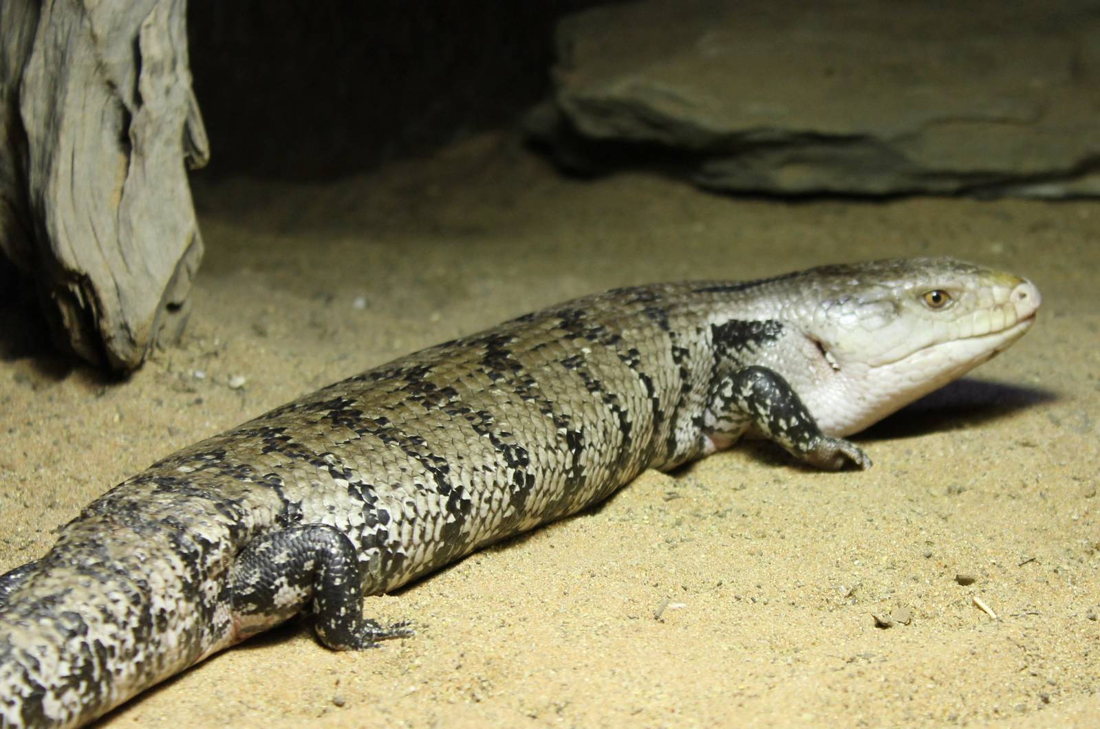 Blue-tongued skink