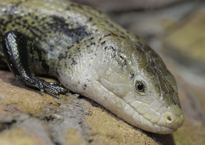 Blue-tongued skink
