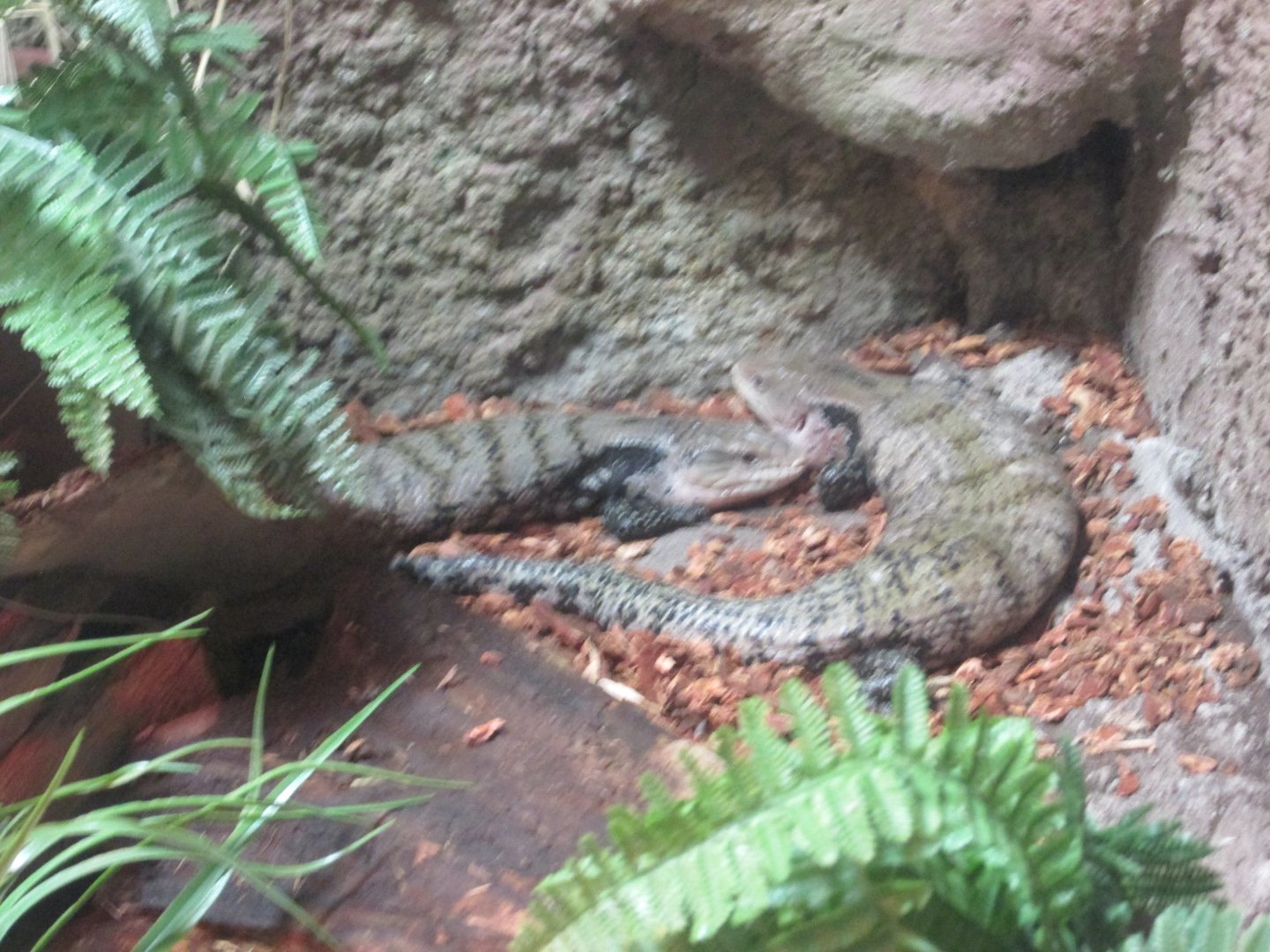 blue tongued skink
