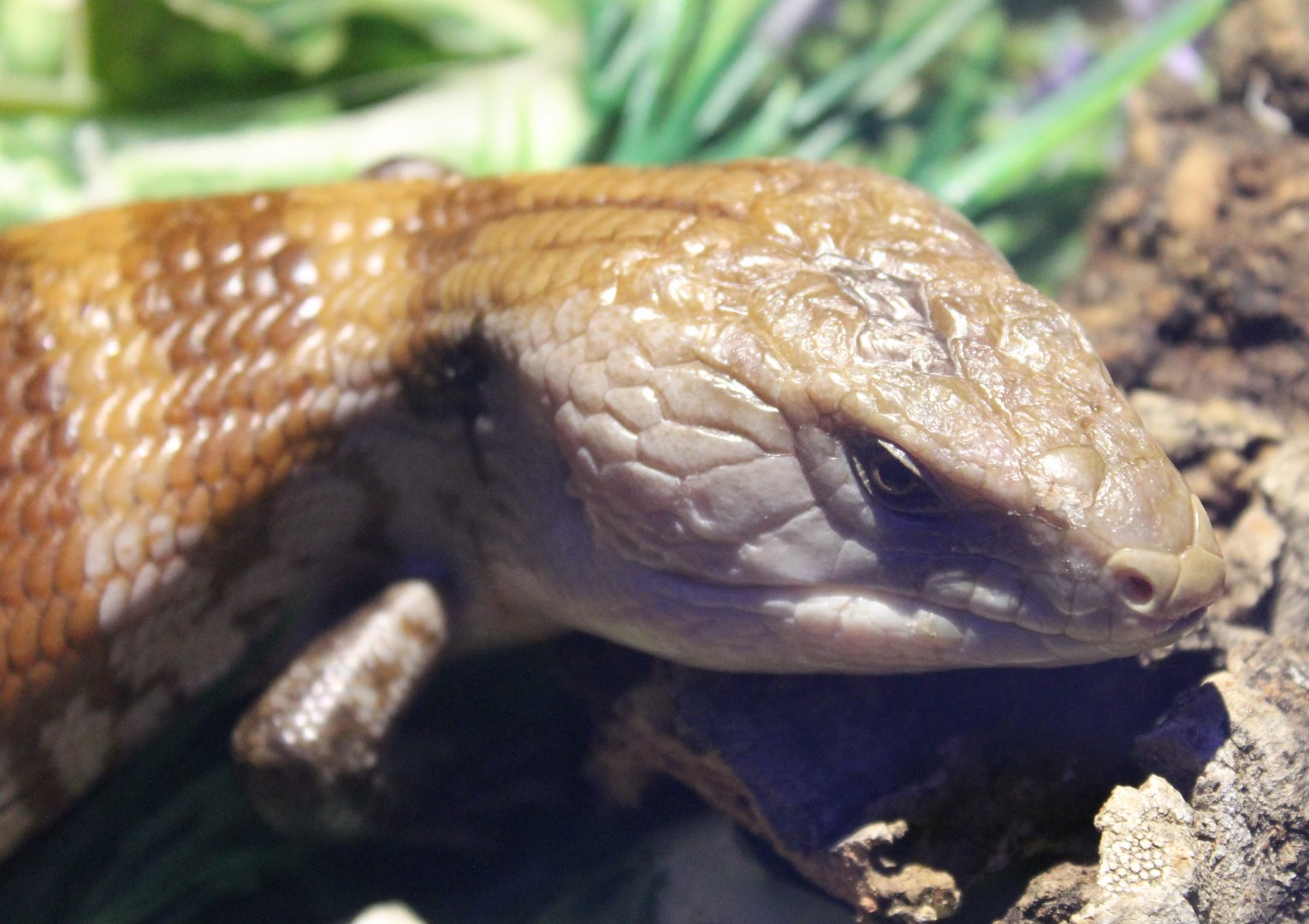 Blue-tongued skink