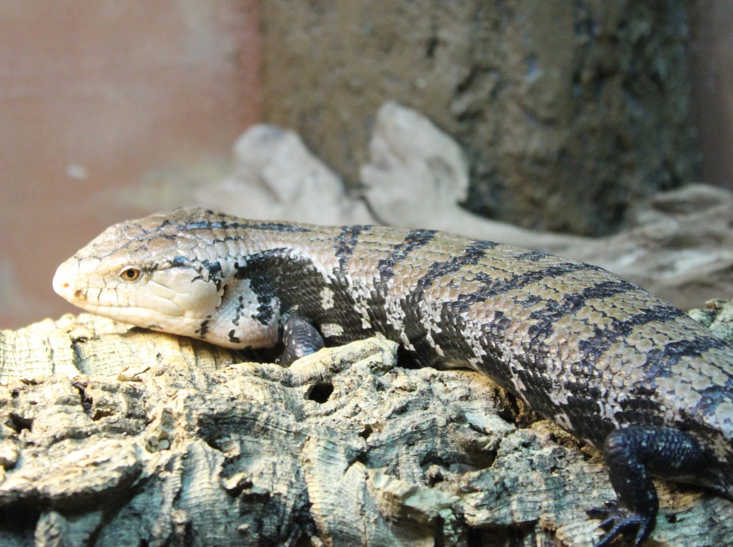 Blue-tongued skink