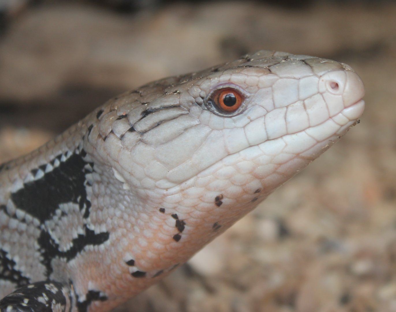 Blue-tongued skink