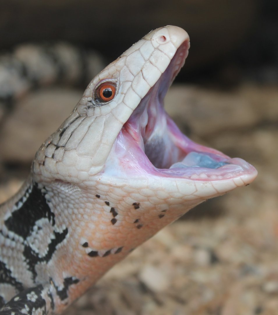 Blue-tongued skink