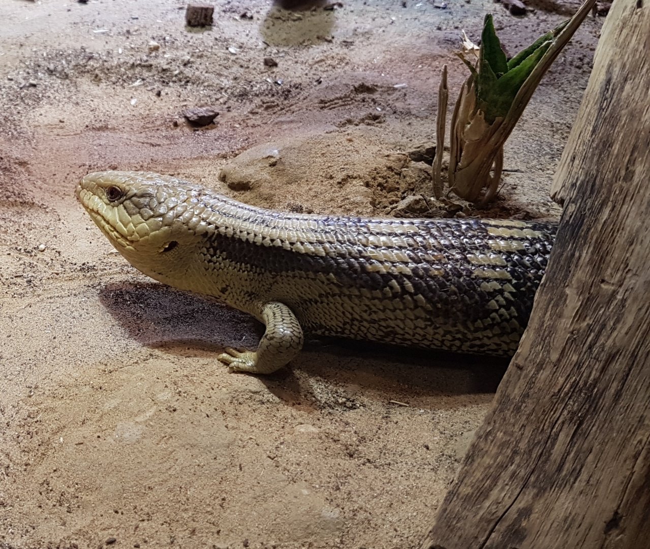 Blue-tongued skink