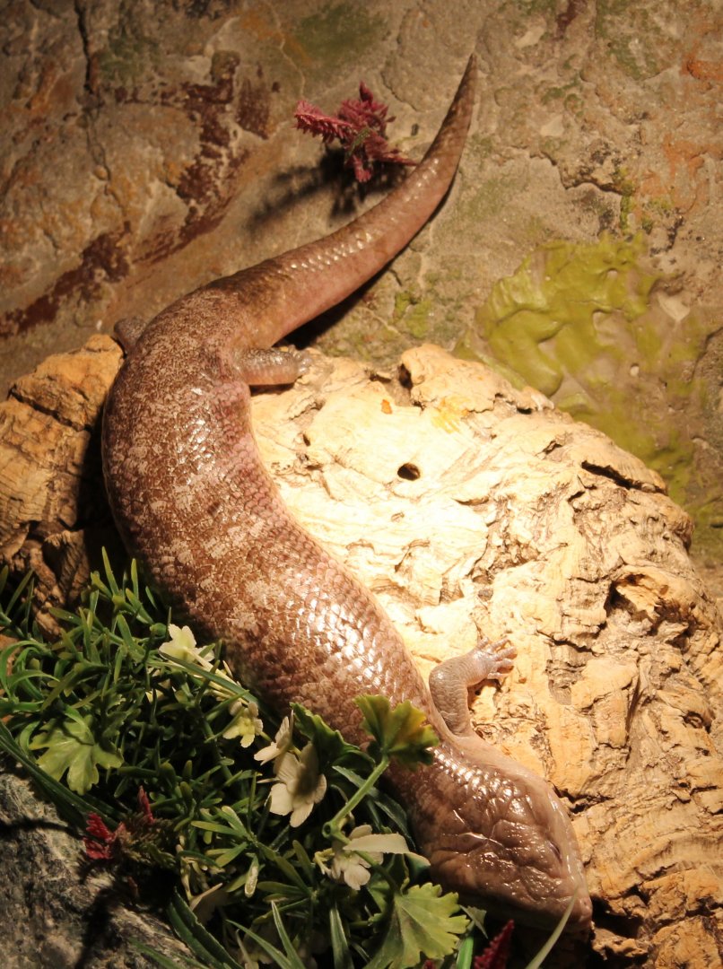 Blue-tongued skink
